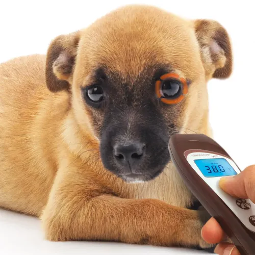 VisioFocus VET berührungsloses Veterinärthermometer VisioFocusVET_5-1.webp