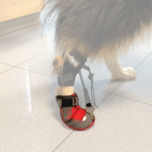 Walkinpets Schuh zur Korrektur der Gangart von Hunden bucik z podciagami.png