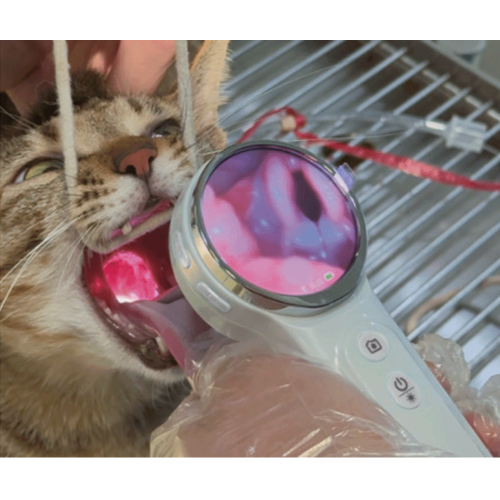 Veterinär-HD-Video-Otoskop Inteligenty otoskop weterynaryjny HD-2.png