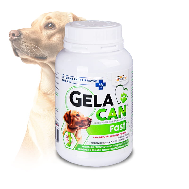 Gelacan Fast für Hunde für Gelenke