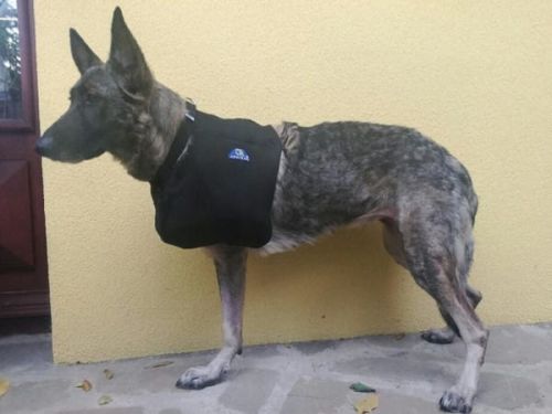 Brustwirbelsäulenstütze temblak-dla-psa-ko-czyna-przednia-dog-sling-front-paw.jpg