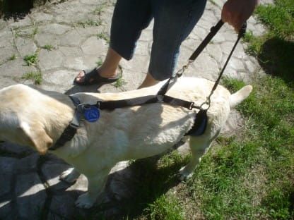 Bauchgurt Dsc05090.jpg