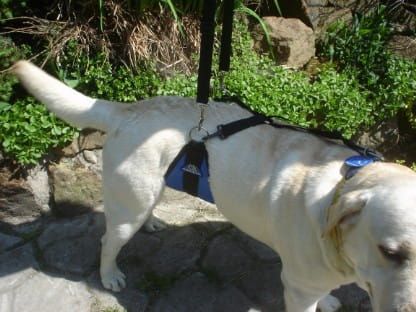 Bauchgurt Dsc05066.jpg