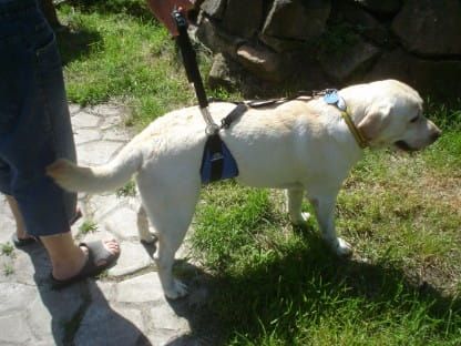 Bauchgurt Dsc05074.jpg