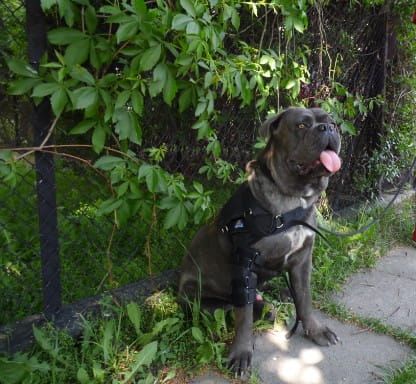 Stabilisierte Schulter- und Ellbogenstütze Shoulder---elbow-orthosis-stabilized-for-dog-admiral-2-orteza-barkowo--okciowa-dla-psa.jpg