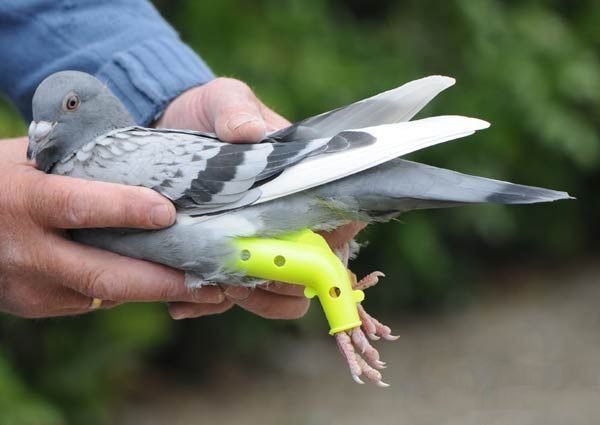 Tierärztliche Beinschiene für Vögel