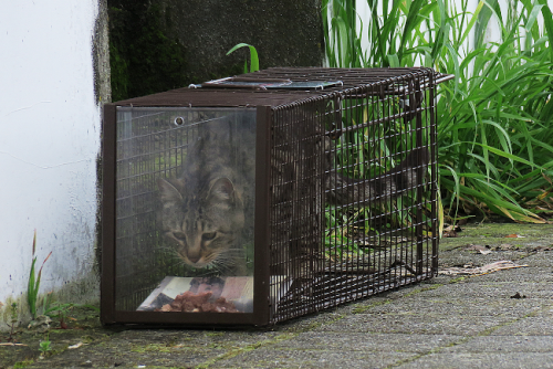 Katzenfallenkäfig mit Drahtboden z drutu-2.png