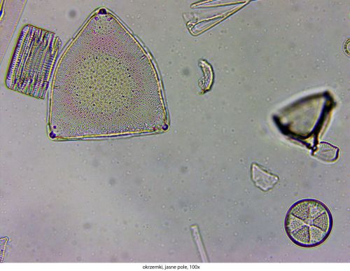 Delta Optical Genetic Pro Bino Mikroskop Delta-Optical-Genetic-Pro-Bino-10.jpg