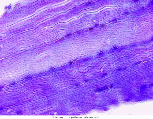 Delta Optical Genetic Pro Bino Mikroskop Delta-Optical-Genetic-Pro-Bino-9.jpg