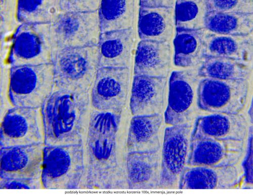 Mikroskop Delta Optical Genetic Pro Trino Delta-Optical-Genetic-Pro-Bino-8.jpg