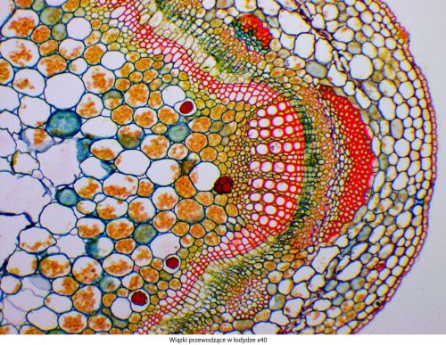 Mikroskop Delta Optical Genetic Pro Trino Delta-Optical-Genetic-Pro-Bino-4.jpg