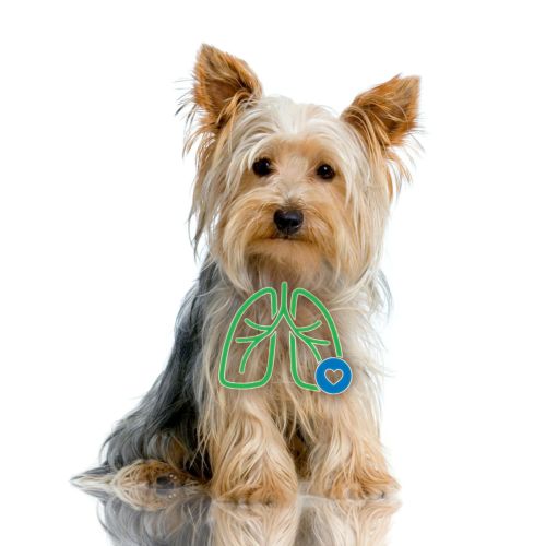AeroDawg Inhalator für kleine Hunde aerodawg-dla-psow-przy-chronicznym-zapaleniu-oskrzeli.jpg