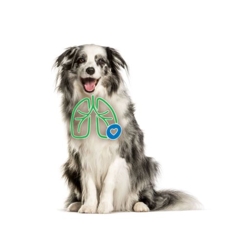 AeroDawg Inhalator für große Hunde aerodawg-dla-psow-przy-zapaleniu-oskrzeli.jpg