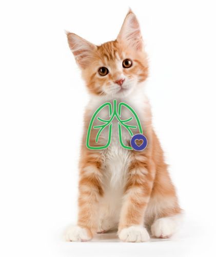 AeroCat Inhalator für Katzen aerokat-dla-kotow-z-symptomami-astmy.jpg