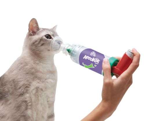 AeroCat Inhalator für Katzen zastosowanie-aerokat-na-kocie.jpg