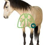 AeroHippus Inhalator für Pferde AeroHippus-dla-koni-2-150x150.jpg