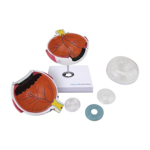 Anatomisches Modell des Auges Anatomiczny-model-oka-5.jpg