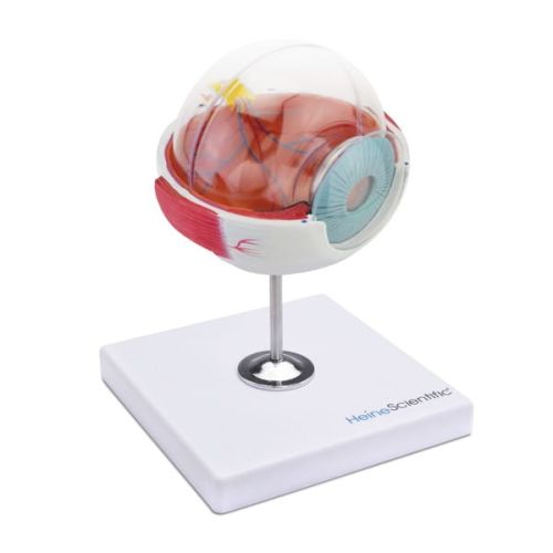 Anatomisches Modell des Auges Anatomiczny-model-oka-3.jpg