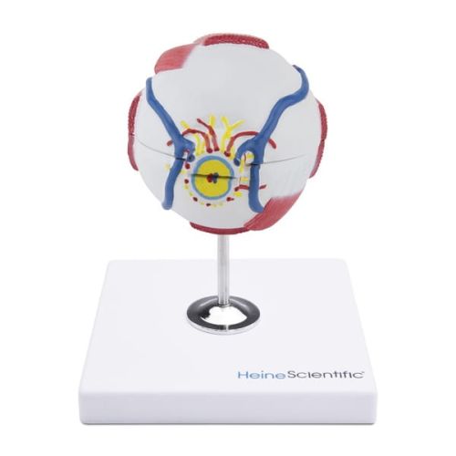 Anatomisches Modell des Auges Anatomiczny-model-oka-2.jpg