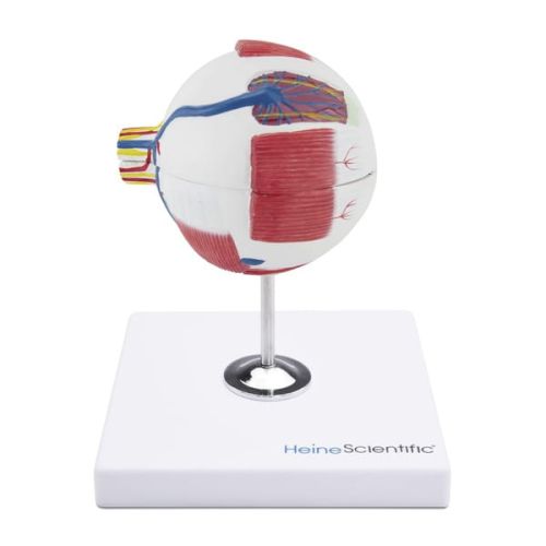 Anatomisches Modell des Auges Anatomiczny-model-oka-1.jpg