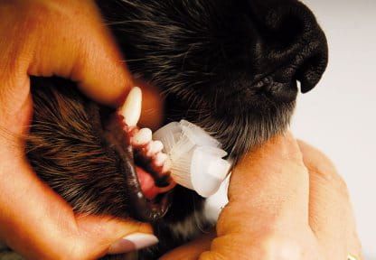 Show Tech Hundezahnbürste Szczoteczka  Show Tech.jpg