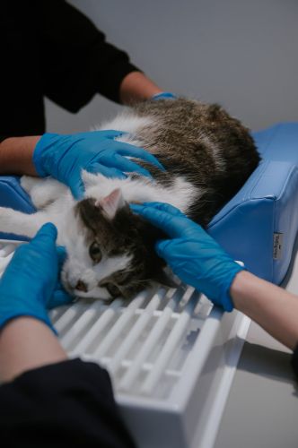 Zahnärztliches Positioniergerät M _4PI4452-8-min.jpg