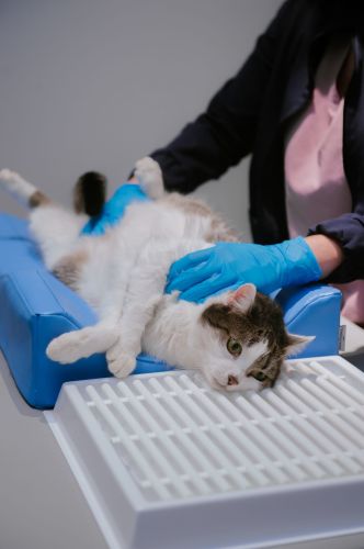 Zahnärztliches Positioniergerät M _4PI4422-1-min.jpg