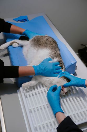 Zahnärztliches Positioniergerät M _4PI4445-15-min.jpg