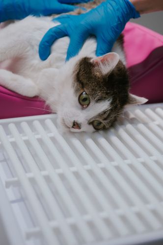 Dental Drainer _4PI4474-2-min.jpg