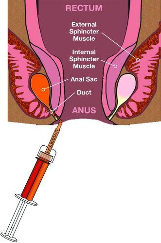 Kit zur Entfernung der Perianaldrüse J1490-2.jpg