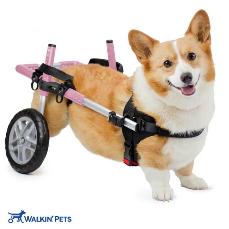 CORGIE Walkinpets Hunde-Rollstuhl