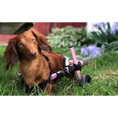 Rollstuhl für Hunde 5 - 8 kg Walkinpets walkinpets-wozki-inwalidzkie-maly-rozmiar-5-11-kg (5).jpg