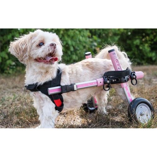 Rollstuhl für Hunde 5 - 8 kg Walkinpets walkinpets-wozki-inwalidzkie-maly-rozmiar-5-11-kg (4).jpg