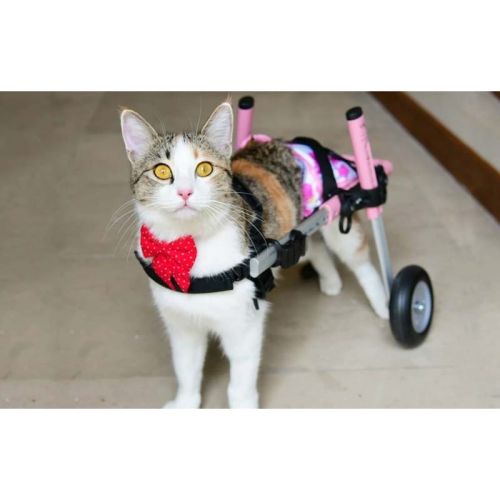 Rollstuhl für Hunde 5 - 8 kg Walkinpets walkinpets-wozki-inwalidzkie-maly-rozmiar-5-11-kg (3).jpg