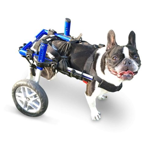 Rollstuhl für Hunde 5 - 8 kg Walkinpets walkinpets-wozki-inwalidzkie-maly-rozmiar-5-11-kg.jpg