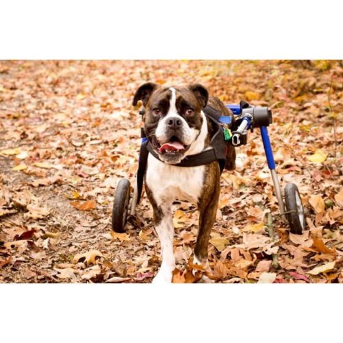 Rollstuhl für Hunde 13 - 31 kg Walkinpets walkinpets-wozki-inwalidzkie-sredni-rozmiar-12-31-kg (1).jpg
