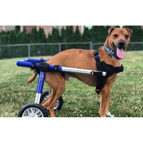 Rollstuhl für Hunde 13 - 31 kg Walkinpets walkinpets-wozki-inwalidzkie-sredni-rozmiar-12-31-kg.jpg