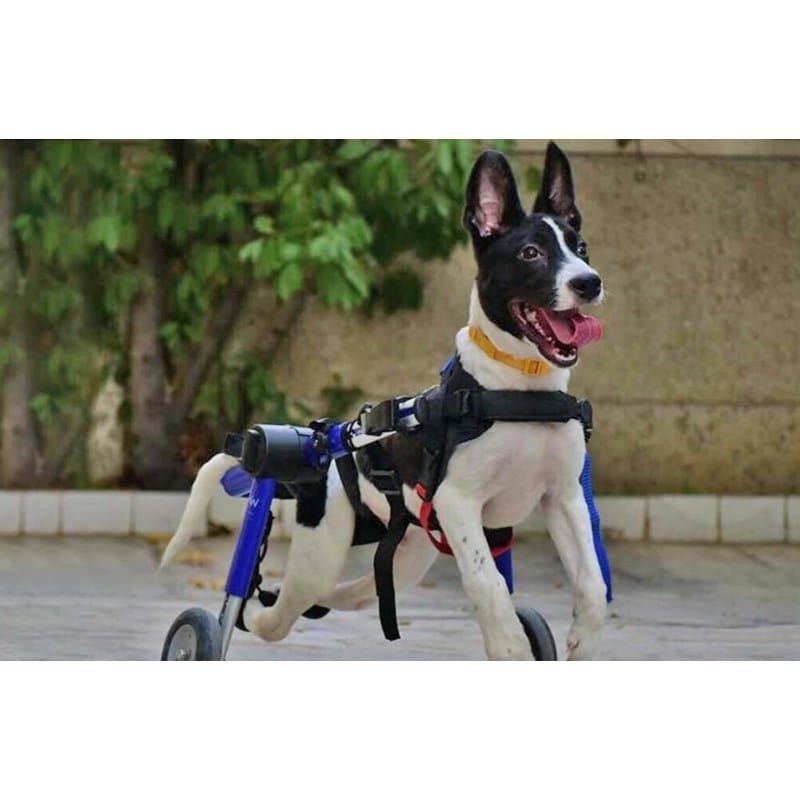 Rollstuhl für Hunde 12 - 23 kg