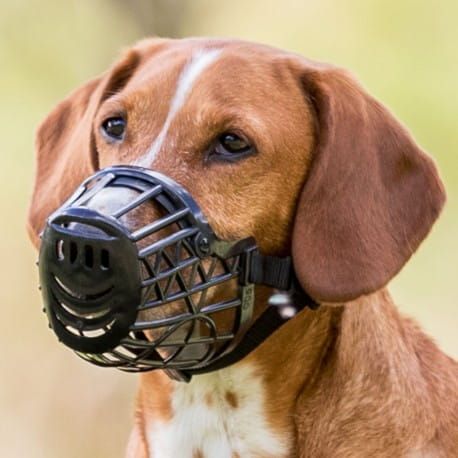 Hundemaulkorb aus Kunststoff kaganiec-1-plastik.jpg