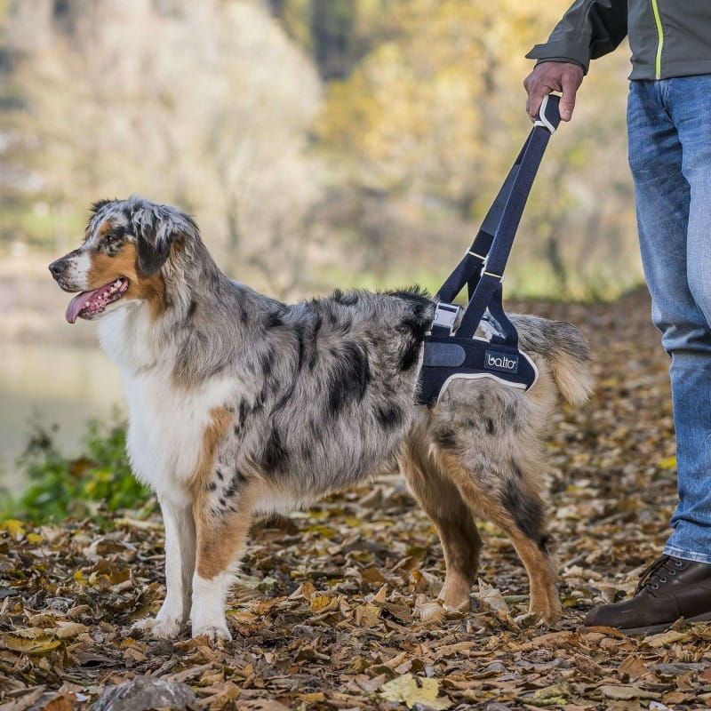 Balto Rehabilitationsgeschirr für Hunde