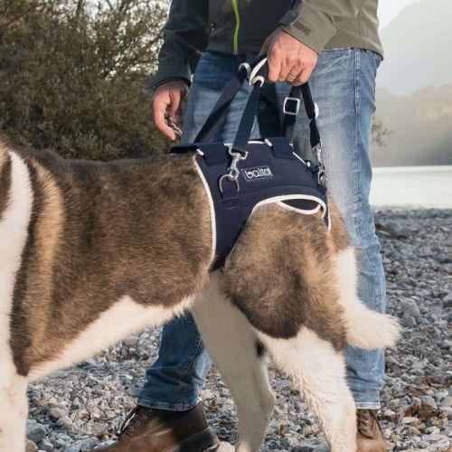 Balto Hund Hüftdysplasie Stabilisator balto-stabilizator-rozdrabniajacy-i-zlacze-ledzwiowe (2).jpg