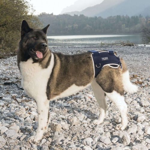 Balto Hund Hüftdysplasie Stabilisator balto-stabilizator-rozdrabniajacy-i-zlacze-ledzwiowe (1).jpg