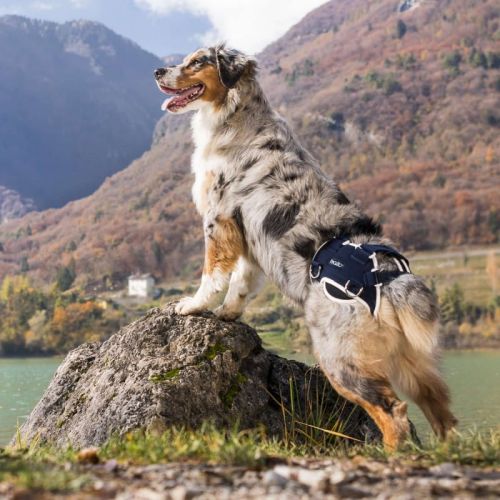 Balto Hund Hüftdysplasie Stabilisator balto-stabilizator-rozdrabniajacy-i-zlacze-ledzwiowe.jpg