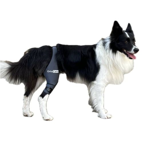 Rechte Knieschiene für Hunde Ortocanis ortocanis-orteza-kolana-dla-psa (4).jpg