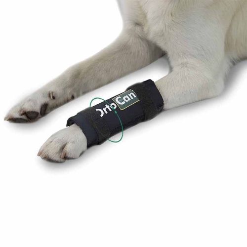 Ortocanis Handgelenkschützer für Hunde ortocanis-bandaz-blaskowy-dla-psa (3).jpg
