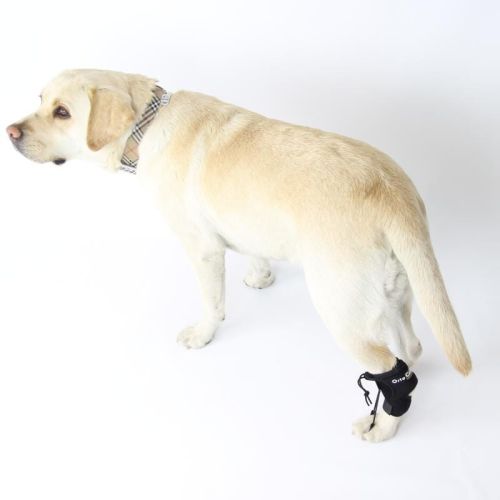 Ortocanis-Gangkorrektursystem für Hunde ortocanis-aparat-do-korekcji-chodu-dla-psa (2).jpg