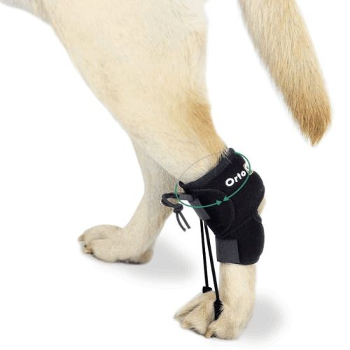Ortocanis-Gangkorrektursystem für Hunde ortocanis-aparat-do-korekcji-chodu-dla-psa (1).jpg