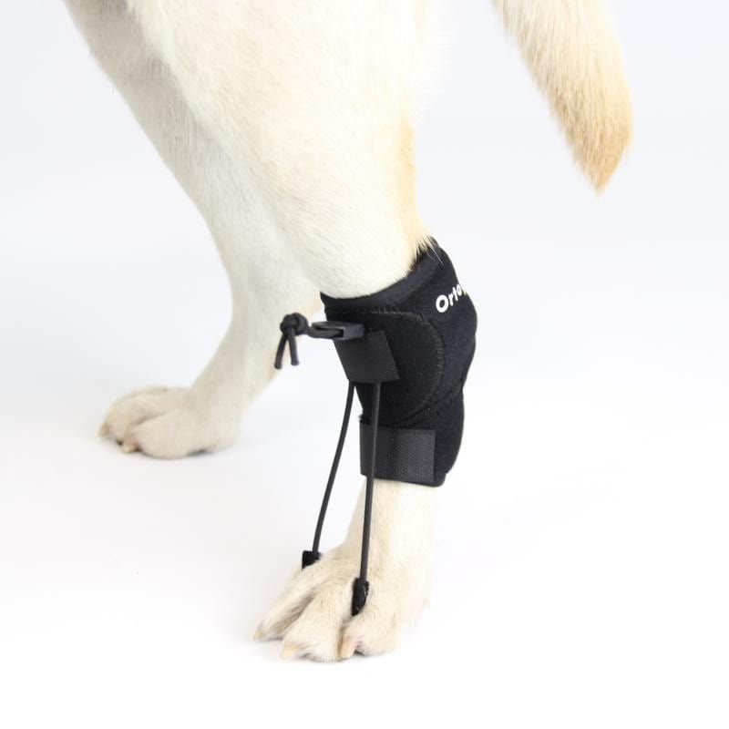 Ortocanis-Gangkorrektursystem für Hunde