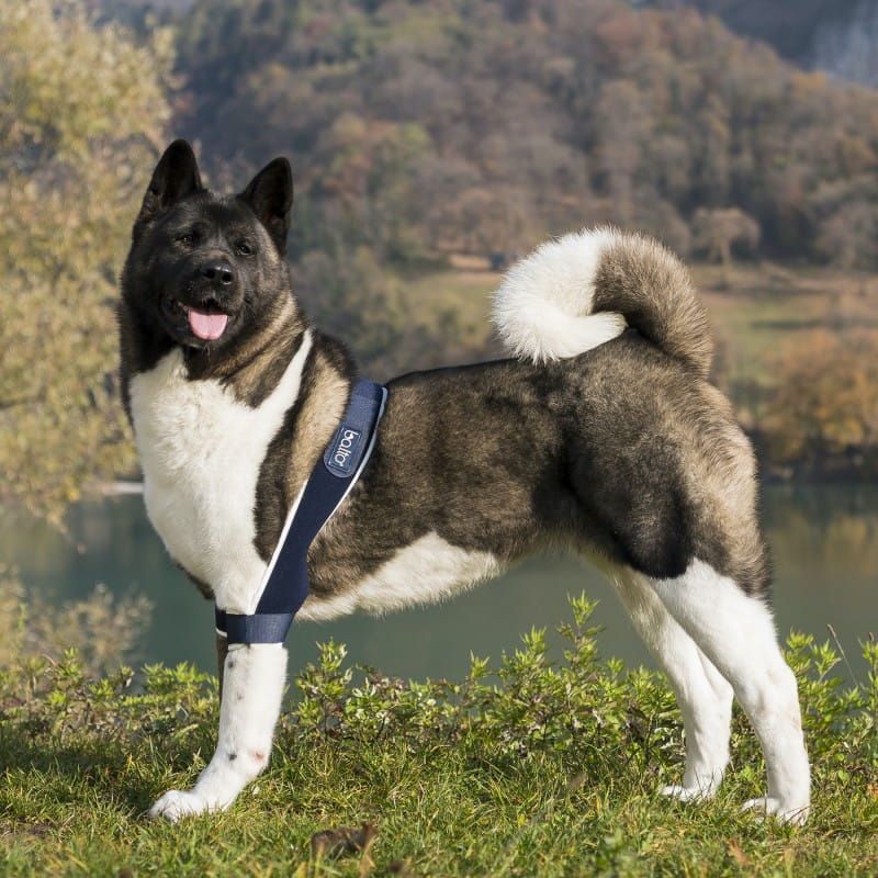 Balto Ellbogengelenkschoner für Hunde