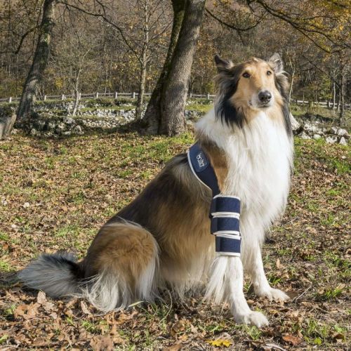 Linke Ellenbogenorthese für den Hund Balto balto-orteza-na-lokiec-dla-psa (1).jpg